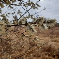 Пробуждение природы :: Галина Минчук