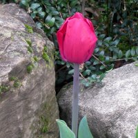 Цветок и камень :: Валерий 