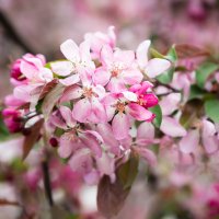 В Новоспасском цветут яблоньки... :: Nyusha .
