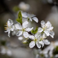 Цветущая ветка :: Александр Синдерёв