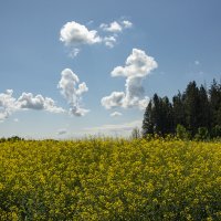 ***Цветущий рапс :: Александр Степовой 