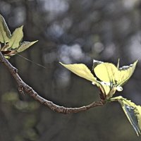 Чудо разворота листа... :: Наталья Лунева 