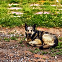 Его зовут Волк :: Юрий Гайворонскiий