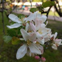 Яблони цветут :: Елена Семигина