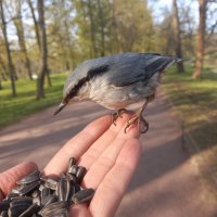 Поползень :: Сапсан 