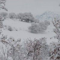 ЗИМНЯЯ ПРОГУЛКА. :: Виктор Осипчук