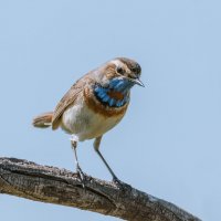 ЭЙ, МУЖИК! ТУТ СЪЁМКА ЗАПРЕЩЕНА!  ) :: Володька Завитушкин