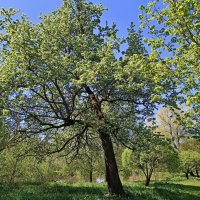 Старая яблоня на берегу... :: Мария Васильева