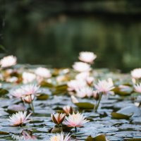 Водяные лилии на озере Сиху :: Дмитрий 
