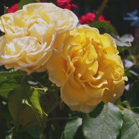 На одном  кусту три разных сорта роз :: Валентин Семчишин