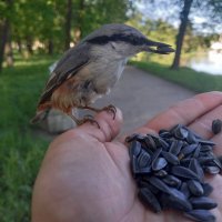 Поползень :: Сапсан 