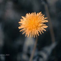 Одуванчик :: Александр Синдерёв