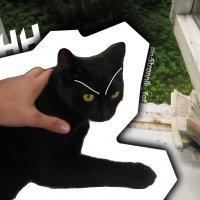 Черный кот :: Strannik M