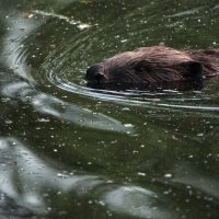 Бобр. :: Владимир Безбородов