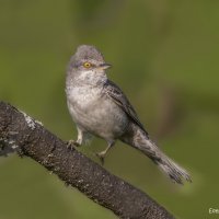 Ястребтиная славка :: Елена Швыдун