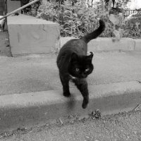 «Если чёрный кот…» :: Владимир Машевский