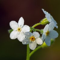 на восходе :: Виталий Емельянов