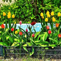 Июнь...Высадили тюльпаны во дворе! :: Владимир 