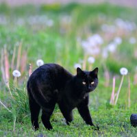 Уголёк на лужайке одуванчиков ... :: Евгений Хвальчев