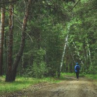 В Чернолучинском лесу :: Сергей Царёв