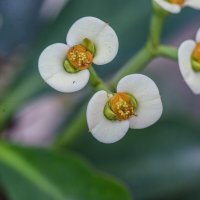 Круиз по балкончику  -Euphorbia milii :: Осень 