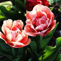 Махровые тюльпаны :: Любовь 