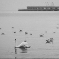 В дождливый час у грани моря. :: Анатолий Щербак