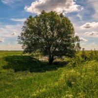 Середина июня 4 :: Андрей Дворников