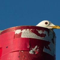 Black-headed gull | 7 :: Sergey Sonvar