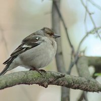 Самочка зяблика :: Любовь Сахарова