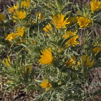 scolymus hispanicus :: Giant Tao /