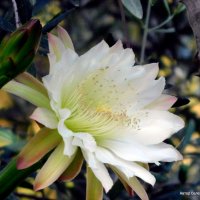 Цветок кактуса . :: Валерьян 