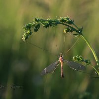 растяжка :: Марина Черепкова