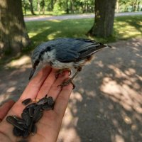 Поползень :: Сапсан 