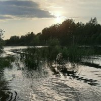 Летний вечер :: Наталья Герасимова