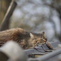 Хорошо жить в станице... :: Николай Саржанов