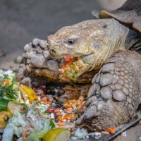 трапеза :: аркадий 