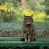 Весенние истории в саду. :: Анатолий Щербак