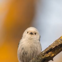 плюшевая... :: Виталий Емельянов