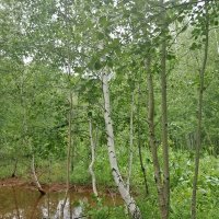 Родник железистой воды :: Андрей Хлопонин