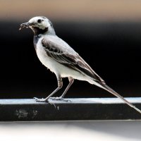 Белая трясогузка. Городская жительница. :: Восковых Анна Васильевна 