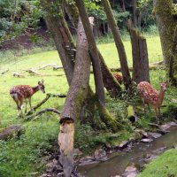 Мир Природы "The Natural World" - Весеннее пробуждение... ПРИВЕТ-ВСЕМ... :: "The Natural World" Александер