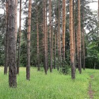 Баболовский парк :: Наталья Герасимова