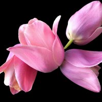 Розовые тюльпаны :: Евгения Кобелева