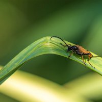 Лептура. :: Анатолий. Chesnavik.