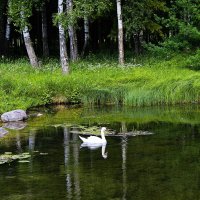 Хозяин тихой заводи. :: Лариса С.