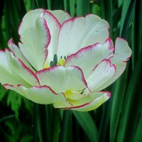 ..нежность тюльпана.. :: galalog galalog