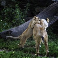 И никуда от них не деться :: Андроник Александр 