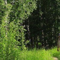 Июль...На березовой опушке! :: Владимир 