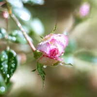 Бутон розы в каплях дождя :: Ирина Полунина